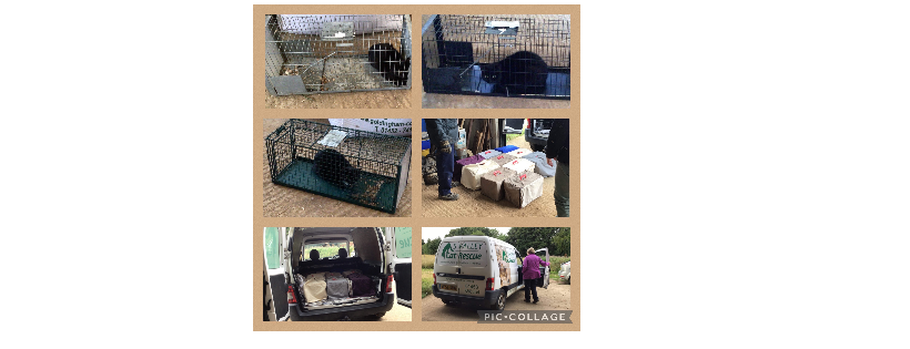 catsrescue.co.uk