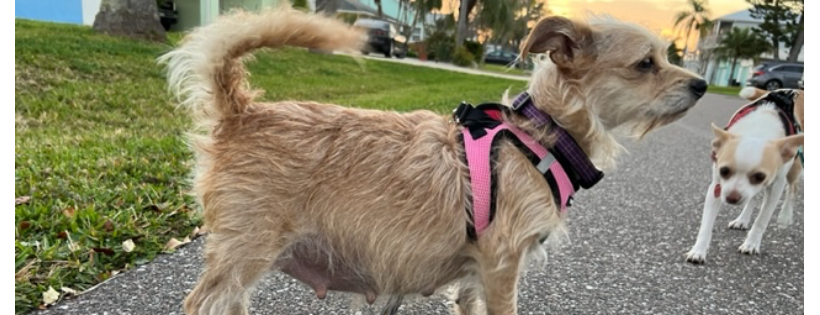 VIP Rescue Florida