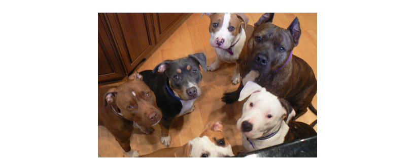 For the Love of Pits™