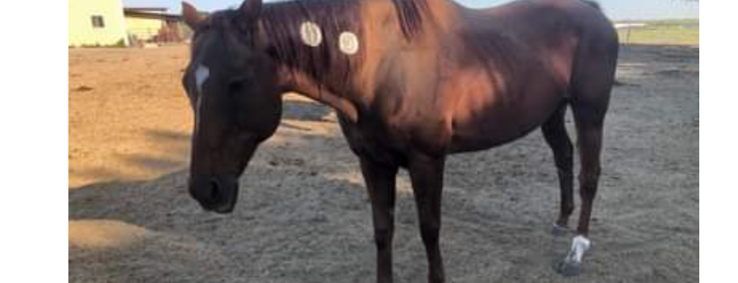 Amazing Grace Acres Equine Rescue