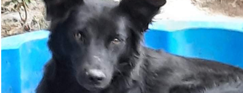 Stefs animal rescue and rehome Durham