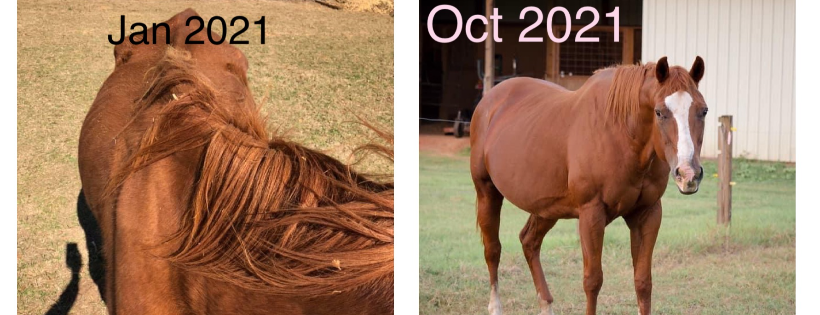 Wiregrass Horse Rescue & Sanctuary