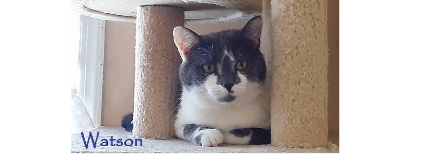 Forgotten Felines of Culpeper