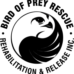 Bird of Prey Rescue, Rehabilitation & Release Inc Logo