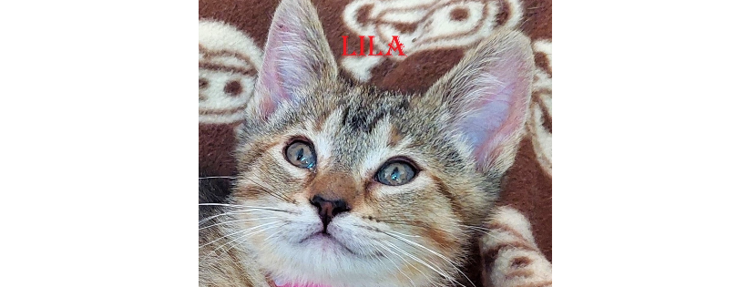 Little Orphans Animal Rescue - Montello, WI