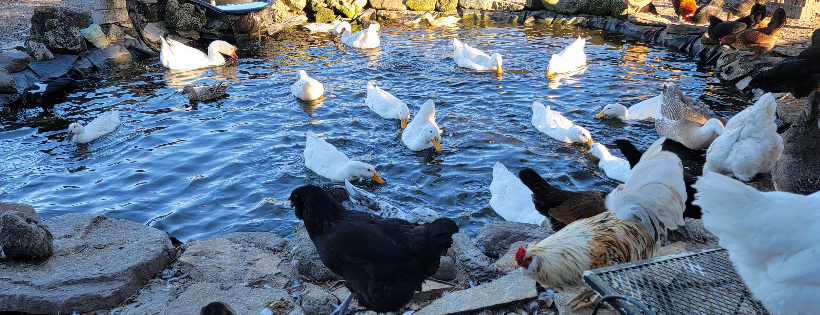 First Ladies Farm and Sanctuary