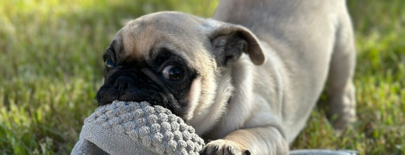 Medical Animals In Need