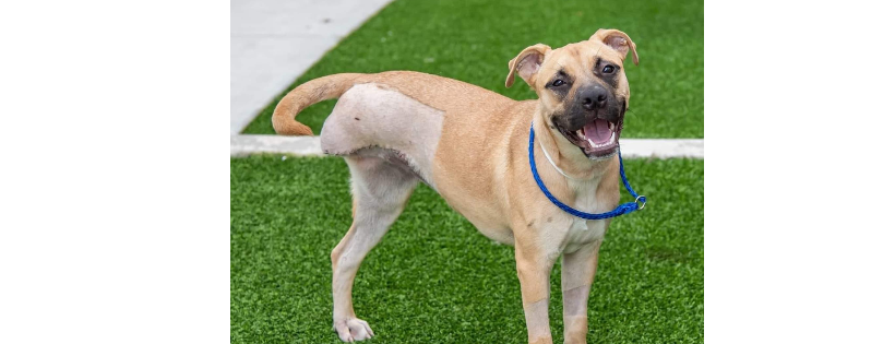 Paw Patrol Animal Rescue and Sanctuary