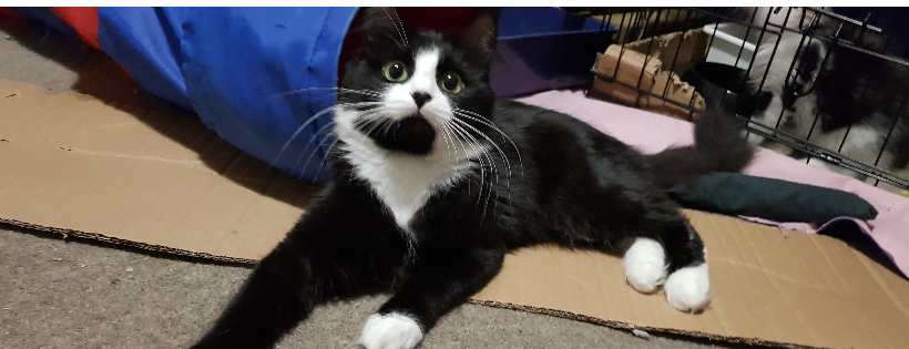 Wainui Whiskers Charitable Trust CC60584