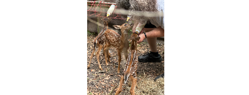 Coastal Carolina Wildlife Rehab