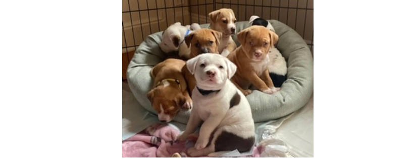 NJ South Hills Pet Rescue