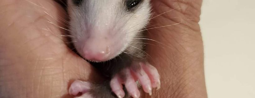 Nutmeg Acres Wildlife Rehabilitation