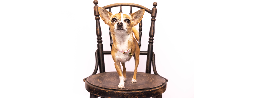 Chihuahua Rescue QLD