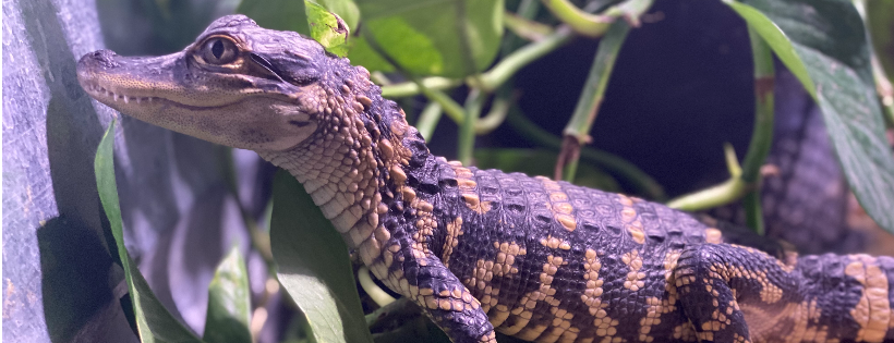 Southern Idaho Reptile Rescue