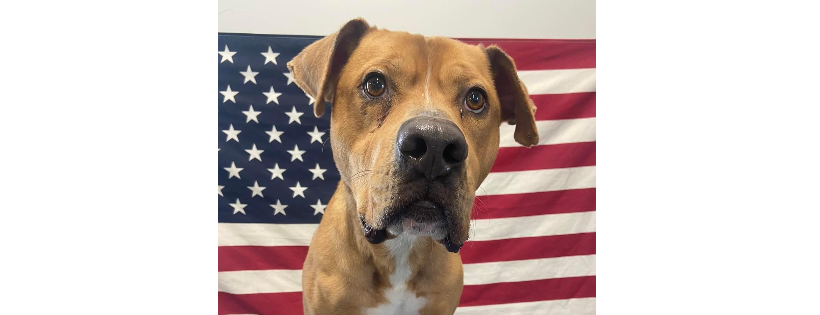 Healing Paws Rescue