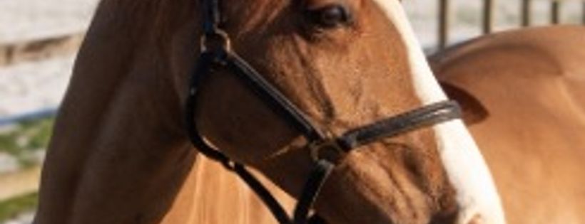 HAPPA- Horse and Ponies Protection Association