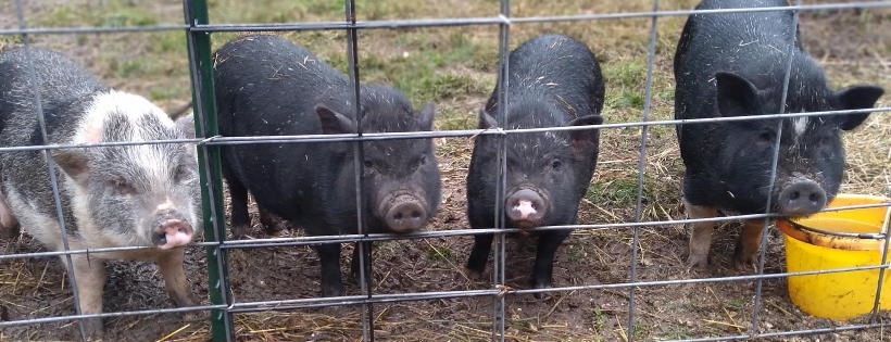 Steven’s Forever Farm Sanctuary