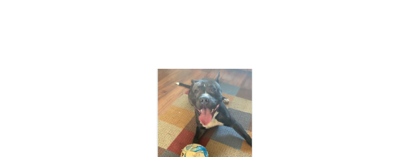 Staffie Smiles Rescue