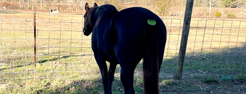Rustic C Ranch Rescue