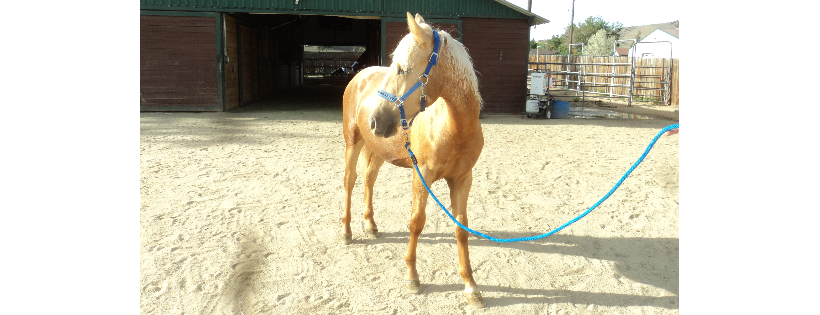 Desert Pines Horse Rescue