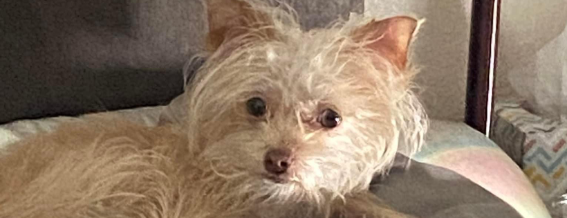 Forgotten Dogs Animal Rescue