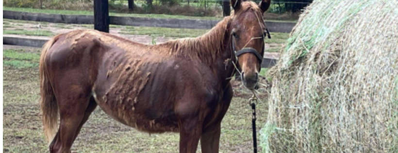 North East Texas Wild Tribe Rescue Inc.