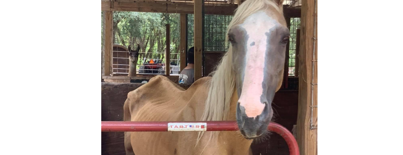 Jenks R&R - Jenks Ranch & Equine Rescue