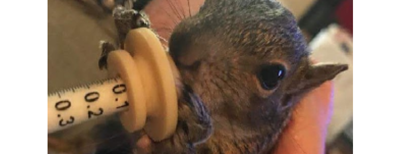 SquirrellyAF Inc