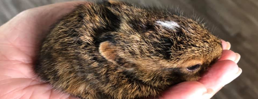The Rock Wildlife Rescue Inc.