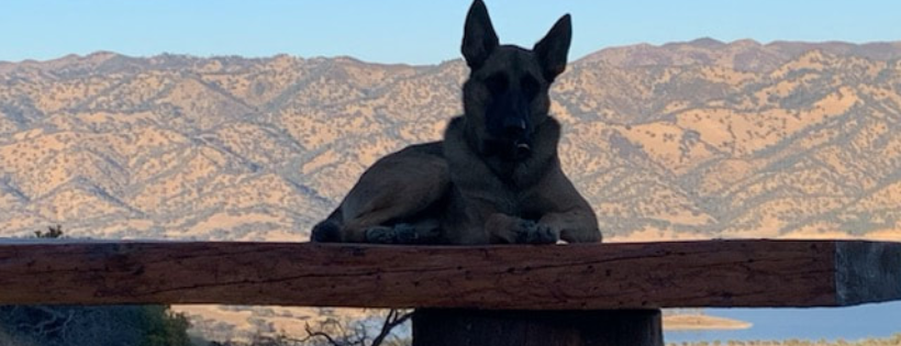 El Dorado County German Shepherd Rescue