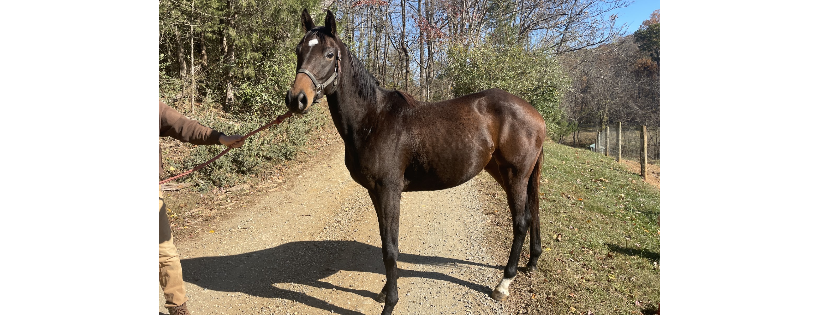 Hope's Legacy Equine Rescue, Inc.