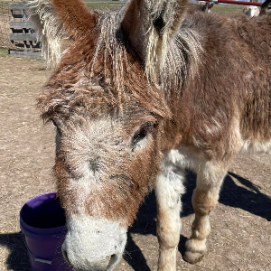 Blue Haven Equine Sanctuary And Rescue Logo