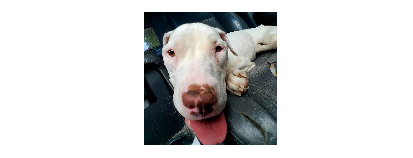 Lovable Paws Rescue and Sanctuary