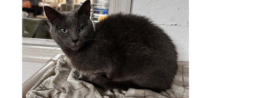 Chesapeake Feline Association
