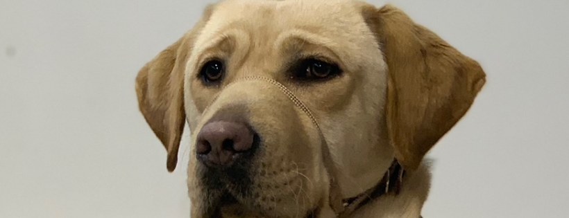 Paws Assisting Veterans