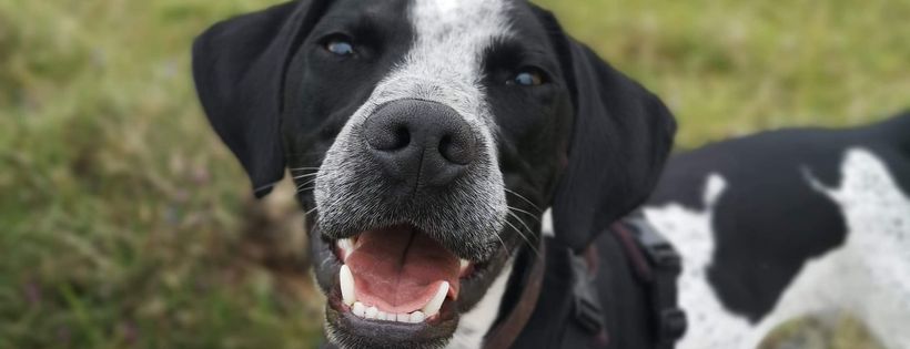 Animal Rescue Cumbria