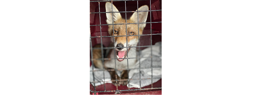 Fox Angels Foundation