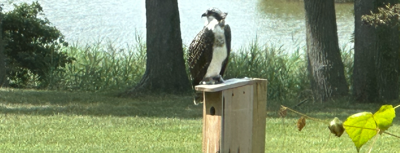 Chesapeake Wildlife Heritage, Inc.