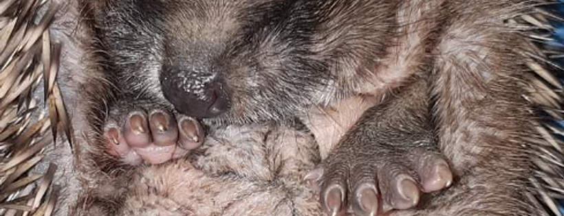 Peterborough hedgehog hotel