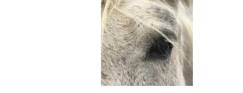 Equine Therapeutic Connections