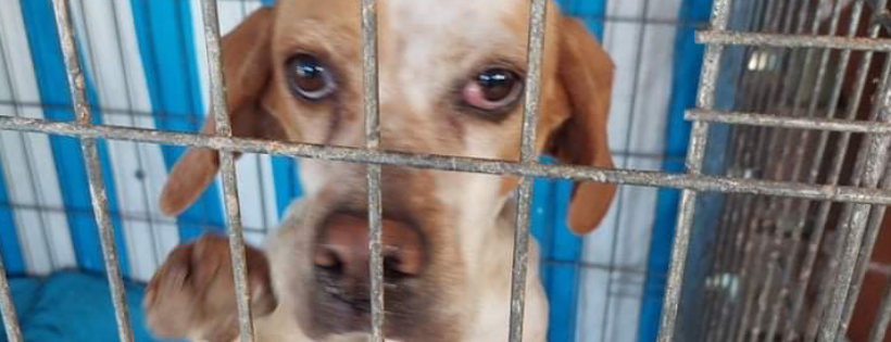 Zante Strays