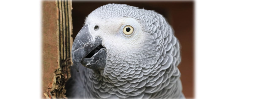 Parrot Trust Scotland