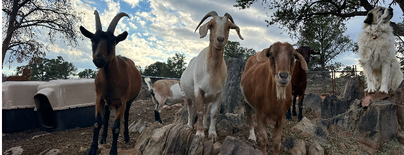 Thunder Mountain Rescue Ranch