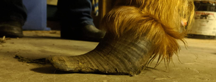 Hope for Hooves Rescue