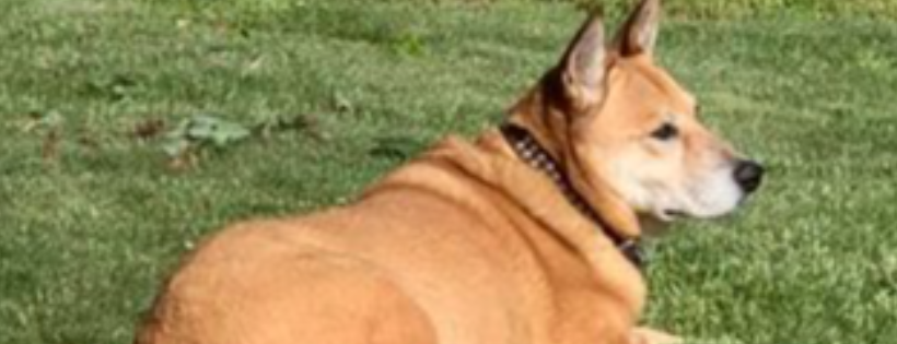 No Paw Left Behind Animal Rescue