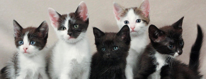 Animal Welfare Society Of Kerr County, Texas