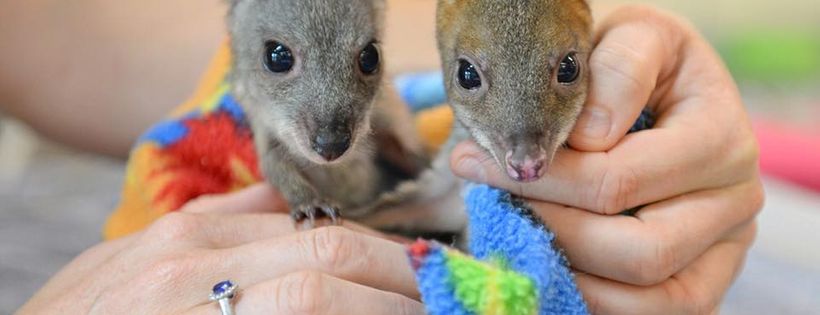 Australia Zoo Wildlife Warriors Worldwide Ltd