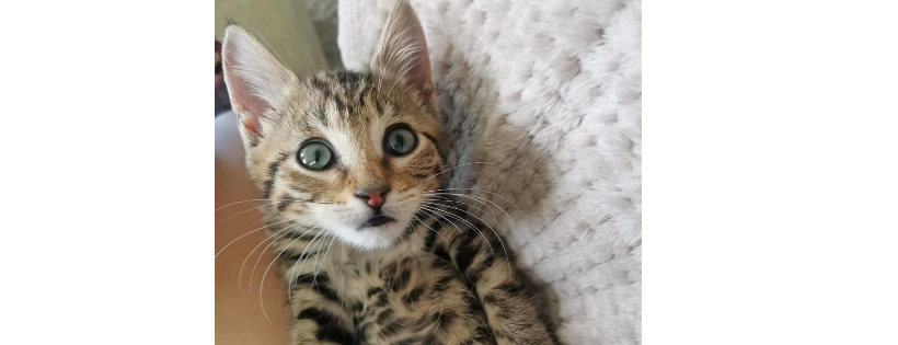 Queenstown Cat Rescue