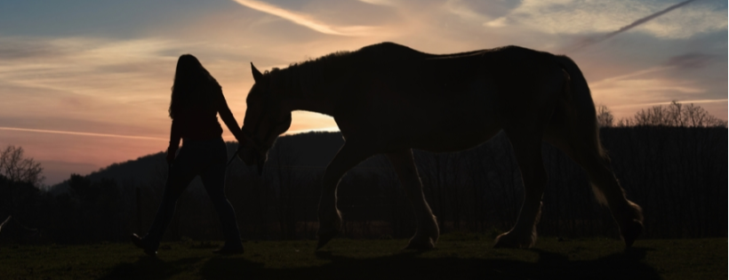 The Horse Sanctuary