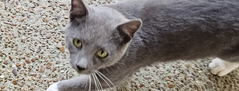 Kit Kat Alley Rescue